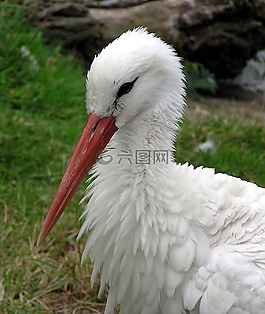 白鸛,頭,動(dòng)物園