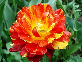 郁金香,春,鮮花
