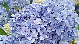 繡球,鮮花,大自然