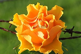 開花,橙,花