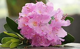 杜鵑花,花,鮮花