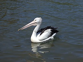 澳洲鵜鶘,鳥嘴,水