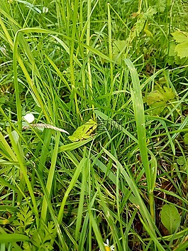 青蛙,草,綠色