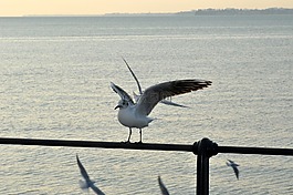 海鷗,湖,鳥