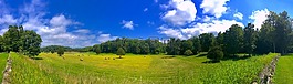 原野,樹,晚間