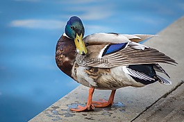 鳥,鴨,鳧
