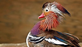 動物,性質(zhì),活