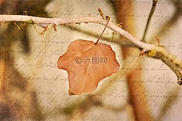 葉子,布朗,科