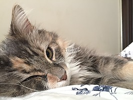 猫,猫的,可爱