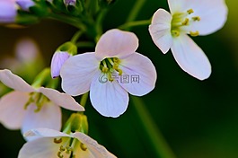 鮮花,花園,白