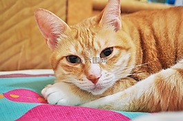 猫咪,宠物,可爱