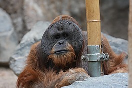 猩猩,猴子,動物園