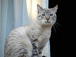 貓,動(dòng)物,寵物