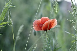 馬克,鮮花,字段