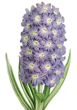 花,開花,廠