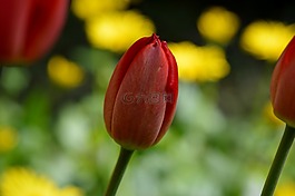 郁金香,紅色,花