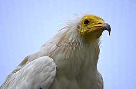埃及禿鷹,鷙鳥,猛禽