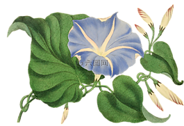 花,開花,廠