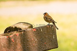 鳥,自然,動物群