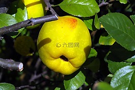 桲,木瓜,水果