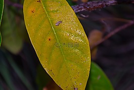 葉,蔬菜,綠色