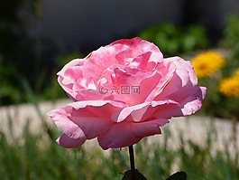 羅莎,粉色,花