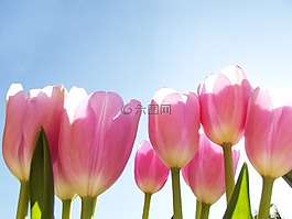 花,郁金香,粉紅色