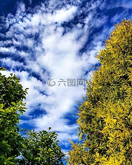 树,针叶树,云