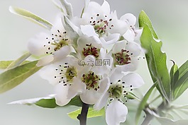 白,梨花,綠色