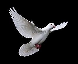 鳥,自然,野生動(dòng)物