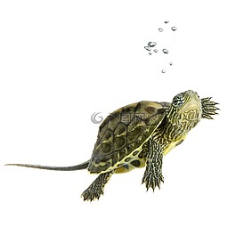 龜,爬行動物,自然