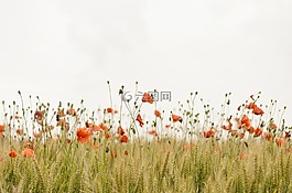盛開,開花,原野