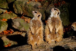 貓鼬,動(dòng)物園,動(dòng)物