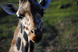 長頸鹿,動(dòng)物園,野生