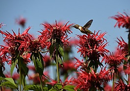 蜂鳥,野生花卉,鳥