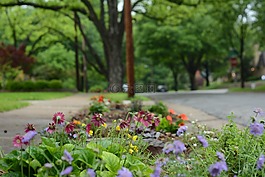 雨后,鮮花,街