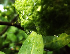 檸檬,雨,綠色