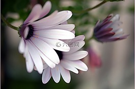 雛菊,鮮花,花朵