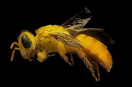 蜜蜂,特寫,裝載