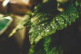 葉子,滴,水