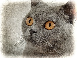 猫,猫画,绘图