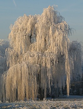 雪,冬天,樹