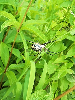 花園蜘蛛,蜘蛛,蜘蛛動(dòng)物