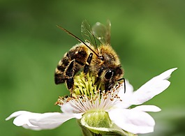 蜜蜂,開花,蜂蜜