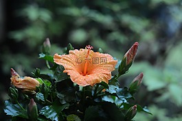 雨,雨后,花