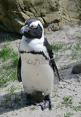 性質(zhì),企鵝,動(dòng)物園