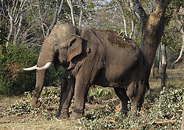 象,野生,動物