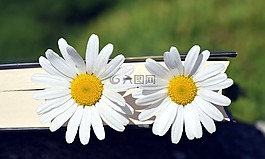 瑪格麗特,花,白
