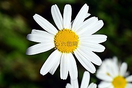 瑪格麗特,花,白