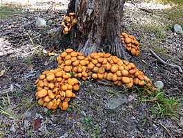 真菌,蘑菇,樹